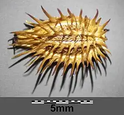 Gros plan du fruit sec chargé d'aiguillons.