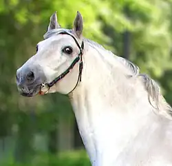 Photographie de la tête d'un cheval gris-blanc à l'arrêt sur fond de verdure