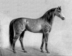 Dessin noir et blanc d'un cheval à crins abondants, vu de profil.