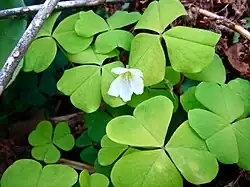 Feuilles trifoliolées et obcordées de l'oxalis petite oseille