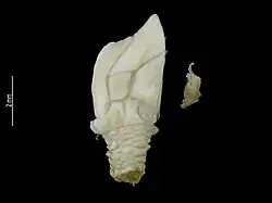 Ornatoscalpellum vanhoeffeni