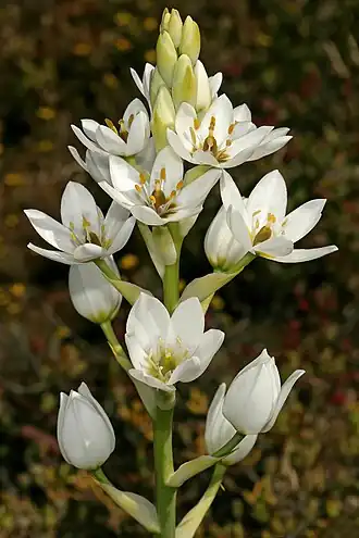 Description de l'image Ornithogalum thyrsoides 1DS-II 2-2849.jpg.