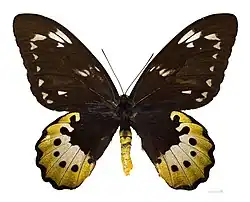 O. g. samson, ♂ (avers)