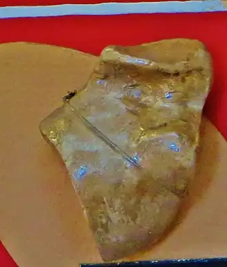 Description de l'image Orophodon astragalus.jpg.