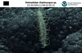 Orphnurgus sp. (idem)