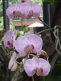 Orchidées