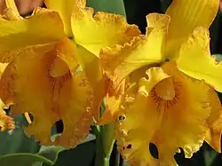 Orchidée du Jardin botanique de Medellín (Colombie).