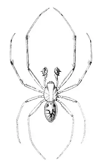 Description de l'image Orsonwelles malus (Simon, 1900).jpg.