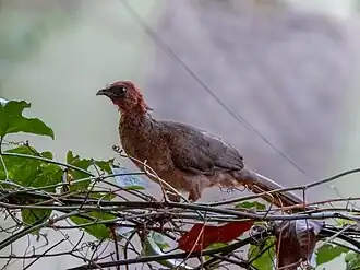 Description de l'image Ortalis ruficeps - Chestnut-headed Chachalaca; Serra dos Carajás, Pará, Brazil.jpg.