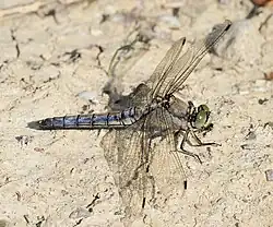 Orthétrum réticulé - vieille femelle avec pruinosité.