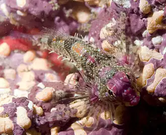 Description de l'image Orthonopias triacis.jpg.