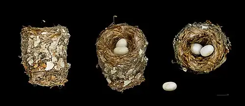 Trois vues d'un même nid - Muséum de Toulouse