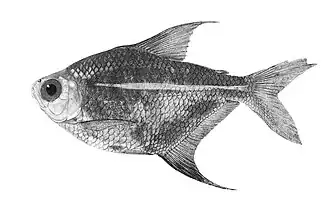 Description de l'image Orthospinus franciscensis illustration (1917).jpg.