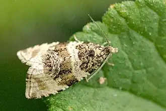 Description de cette image, également commentée ci-après