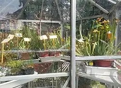 Serre pour les plantes carnivores.