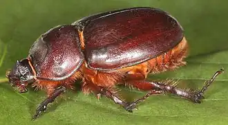 Femelle vue de profil