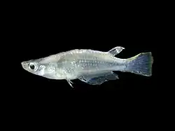 Oryzias javanicus (Adrianichthyidae)