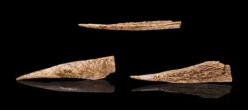 Alênes datant du Paléolithique, muséum de Toulouse.