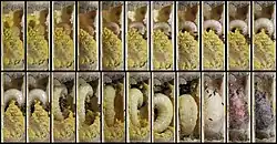 Cycle de développement d'une larve d'Osmie rousse.