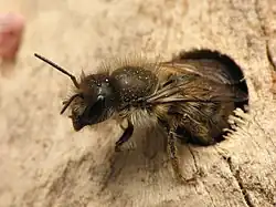 Une abeille maçonne (ici Osmia cornifrons&nbsp;(en)) explorant une cavité.