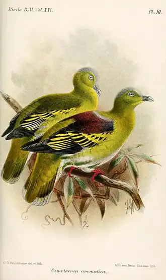 Description de l'image OsmotreronAromaticaKeulemans.jpg.