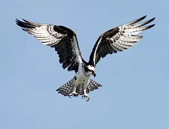 Un Balbuzard pêcheur (Pandion haliaetus)