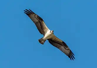 En vol, vu de dessous.