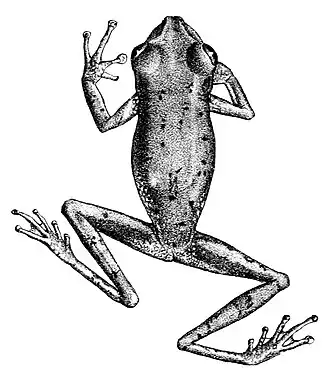 Description de l'image Osteocephalus alboguttatus.jpg.