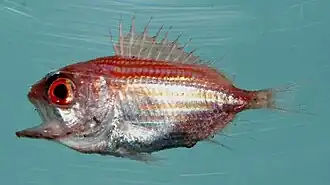 Ostichthys trachypoma