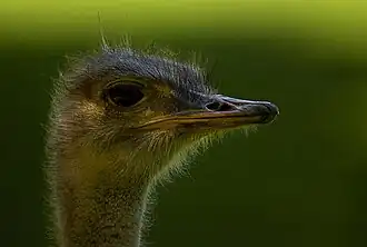 Bokeh soyeux produit à la focale de 400&nbsp;mm et à l'ouverture de f/4 .