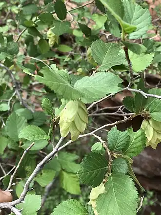 Description de l'image Ostrya knowltonii.jpg.