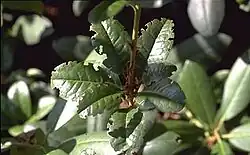 Découpes faites par un otiorhynque sur un Rhododendron