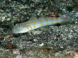 Valenciennea puellaris