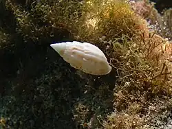 Otopleura auriscati.