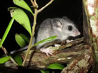 Description de l'image Ototylomys phyllotis.jpg.