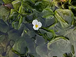 Ottelia alismoides (Hydrocharitaceae)