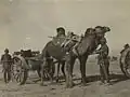 Chariot tracté par des chameaux, 1915