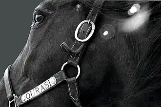 Image illustrative de l’article Ourasi