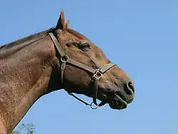 Photographie de la tête d'un cheval roux vu de profil.