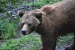 Ours qui regarde la caméra.