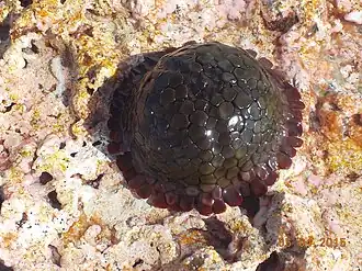 Colobocentrotus pedifer in situ en Polynésie.
