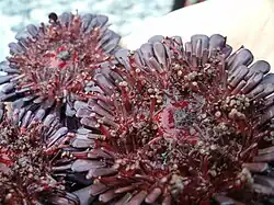 Trois oursins tortues sur le dos, laissant voir leur face orale.