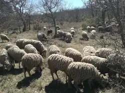 Pâturage ovin en forêt de Montmeyan, avril 2025.