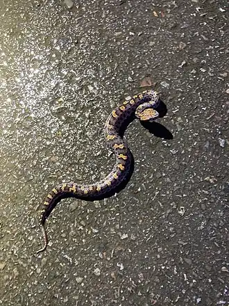 Description de l'image Ovophis makazayazaya.jpg.