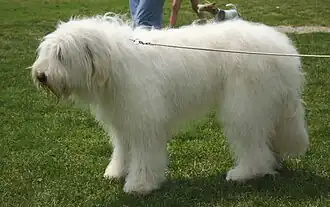 Berger berger de l'Ukraine.