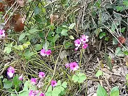 Oxalis articulata