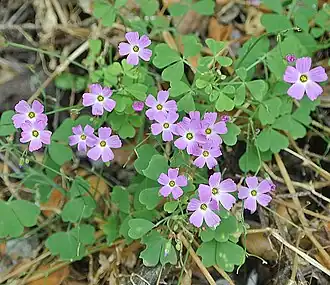 Description de l'image Oxalis rosea - Flickr - Dick Culbert.jpg.