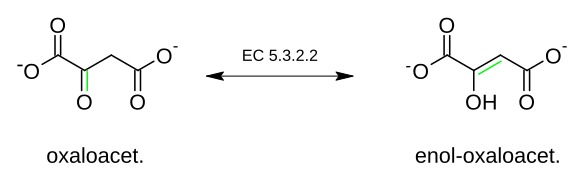 Interconversion de l'oxaloacétate en énol-oxaloacétate.
