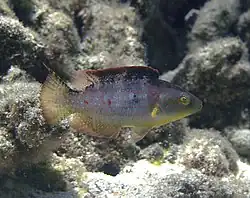 Oxycheilinus bimaculatus