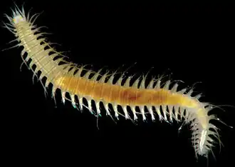 Oxydromus pugettensis